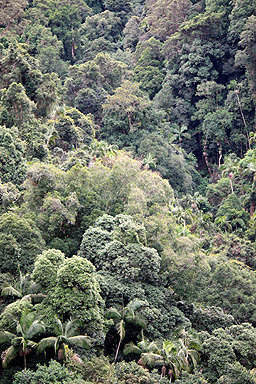 Gondwana Rainforest photo