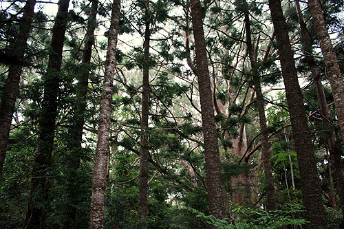Hoop Pines photo