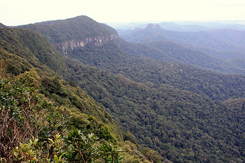 Springbrook Plateau photo