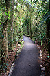 Cool Temperate Rainforest photo