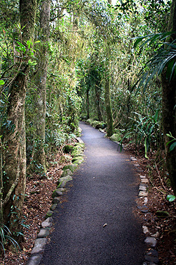 Temperate Rainforest photo