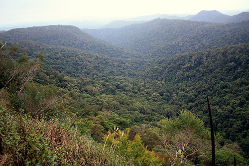 Springbrook National Park photo