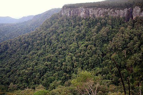 Springbrook Plateau photo