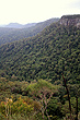 Springbrook Plateau photo