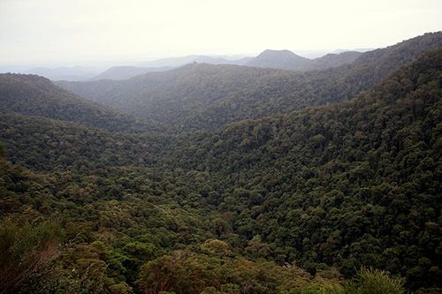 Springbrook National Park photo