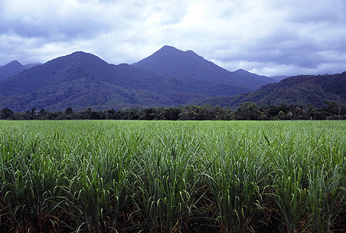 Sugar Cane photo