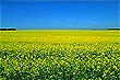 Canola field photo