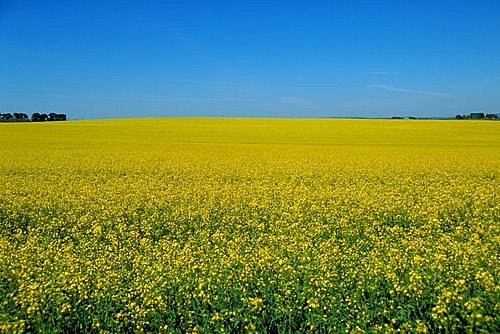 Canola Field photo