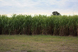 Cane Plantation photo