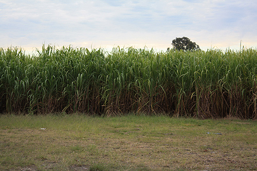 Cane Plantation Queensland photo