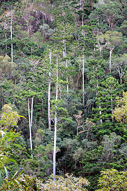 Cedar Creek Rainforest photo