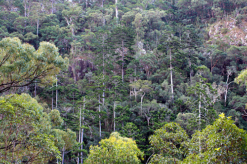 Dry Rainforest photo