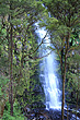 Waterfall & Forest photo