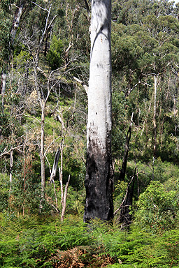 Burnt Tree at Silverband Falls photo