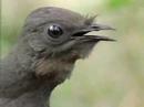 Lyrebird video