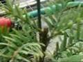 Wollemi Pine video