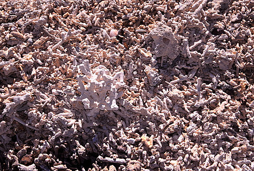 Coral Sand photo