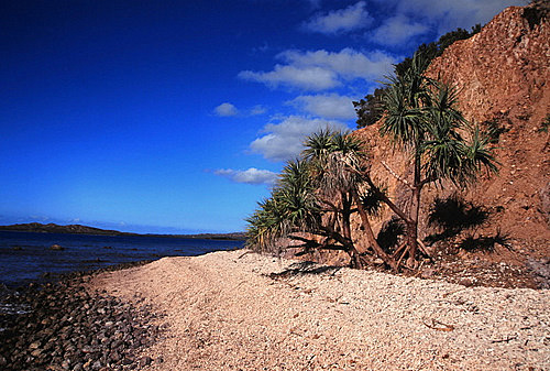 Tree & Coast photo