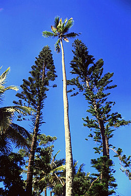 Araucarias & Palm photo