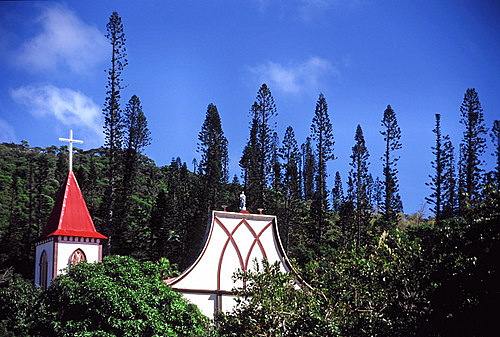 Araucaria Pines photo