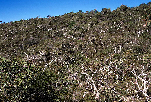 Maquis Scrub photo