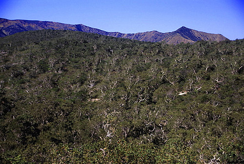 Maquis Scrub photo