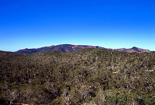 Maquis Scrub photo