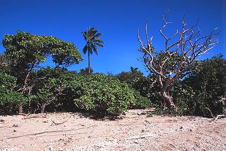 Maquis Scrub photo