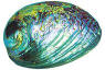 Paua Shell