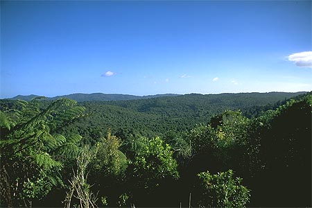 Waitakere Ranges photo