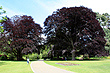 Christchurch Botanic Garden Trees photo