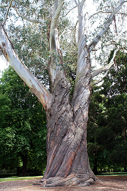 Eucalypt Christchurch Botanic Gardens photo