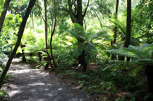 Native Tree Ferns photo