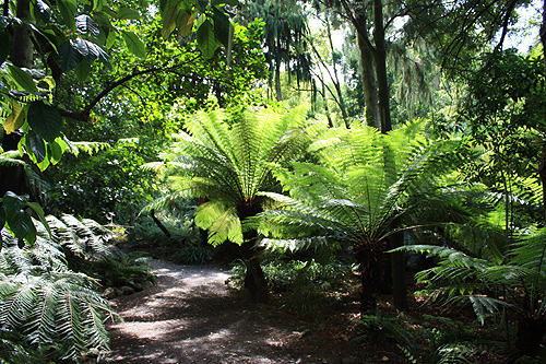 Tree Ferns Botanic Gardens photo
