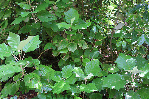 Dense Native Bush photo