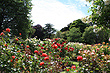 Roses Christchurch photo