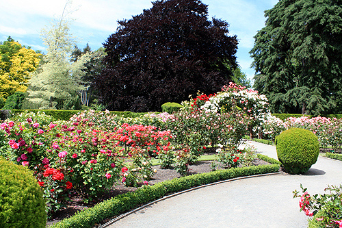 Rose Garden photo