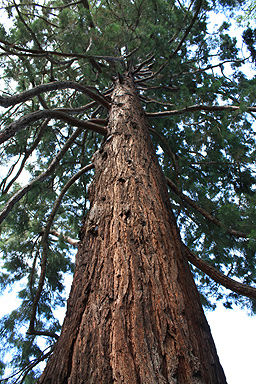 Sequoia Tree Christchurch photo