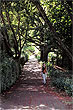 Pohutukawa leaves photo