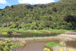 Wainuiomata Swamp photo