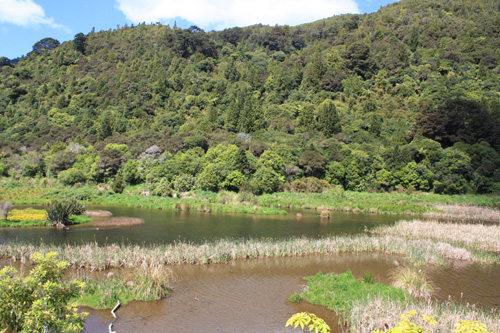 Wainuiomata Swamp photo