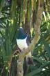 Kereru Wainuiomata photo