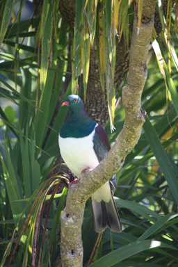 Kereru in Wainuiomata photo