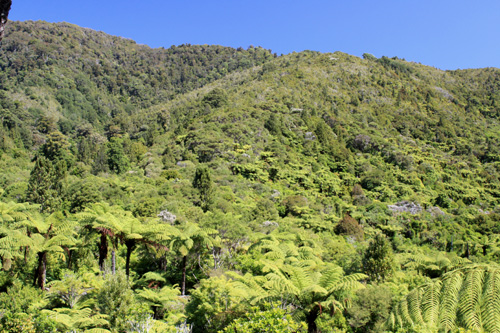 Rainforest in Wainuiomata photo