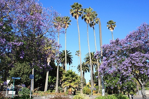 Jacaranda and Palms Napier photo