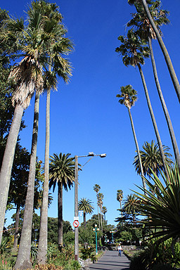 Palms photo