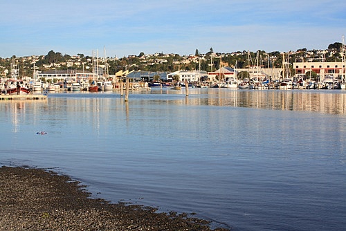 Napier Marina photo