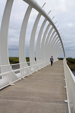 View of Te Rewa Rewa Bridge photo