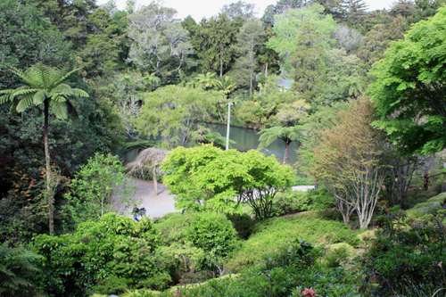 Pukekura Park Trees photo