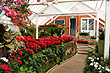 Winter Gardens Wanganui photo